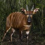 Des scientifiques pleurent d'émotion : ils capturent un bongo de montagne, une espèce étrange en voie d'extinction dont il n'existe que 100 spécimens vivants dans le monde