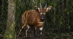 Bongó de montaña captado por una cámara trampa en el bosque de Maasai Mau, Kenia, una especie en peligro crítico de extinción.