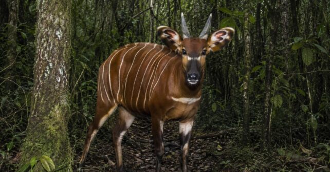 Bongó de montaña captado por una cámara trampa en el bosque de Maasai Mau, Kenia, una especie en peligro crítico de extinción.