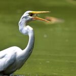 Doñana accélère la récupération des canaux et des ruisseaux dans le cadre de la plus grande offensive écologique de la décennie