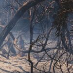 Doñana fait face à un plus grand risque d'incendies après l'analyse du dernier grand incendie