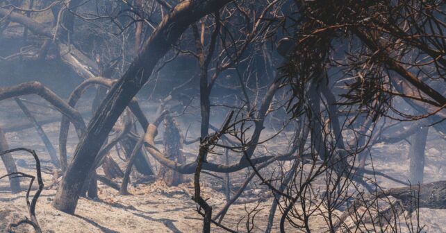 Doñana afronta un mayor riesgo de incendios tras el incendio forestal