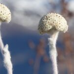 Il y a 6 ans, il n'y avait que 24 spécimens mais après un travail acharné des scientifiques, la plante la plus rare au monde pousse à nouveau et il y en a déjà 250 nouveaux.