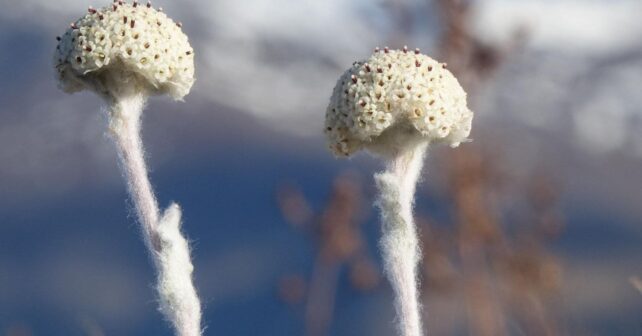 Craspedia argentea, considerada una de las plantas más raras del mundo, en su hábitat natural de Nueva Zelanda.