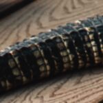 Ils découvrent la couleur originale d'un crocodile du Crétacé caché depuis 125 millions d'années
