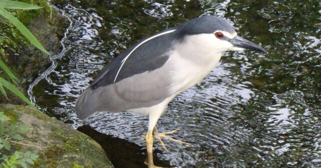 Martinete común (Nycticorax nycticorax) de ojos rojos junto a la orilla de un río en Hungría.