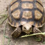 Ils ont planté des arbres pour reboiser le Sahara mais l'expérience a échoué, puis ils ont décidé de relâcher 500 tortues et le résultat a laissé tout le monde sans voix.