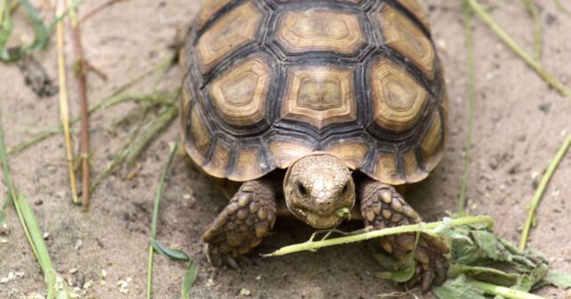 Tortuga sulcata africana en Senegal, especie reintroducida en proyectos de restauración ecológica del Sahel