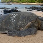 Ils pensaient que les tortues avaient des graffitis sur leur carapace, mais c'est un projet de science citoyenne qui a sauvé une espèce de tortue marine.