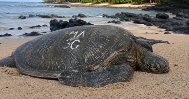 Tortuga verde hawaiana con código de identificación del proyecto Honu Count descansando en una playa de Hawái.