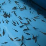 Ils reproduisent pour la première fois un bébé du poisson vieux de 200 millions d'années qui a survécu aux dinosaures et il est désormais prévu de le relâcher dans le Danube.