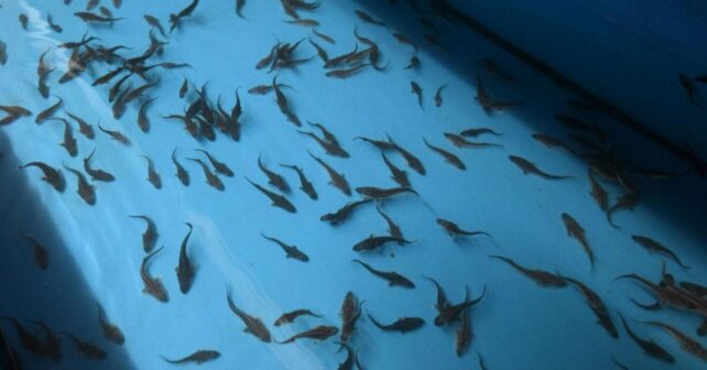 Crías de esturión estrellado (Acipenser stellatus) criadas en el proyecto LIFE-Boat4Sturgeon para su liberación en el Danubio
