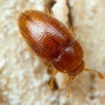 Ils trouvent à 400 mètres d'altitude et sous un figuier à Tenerife un coléoptère jamais vu auparavant dans l'histoire de la science et qui est en grave danger.