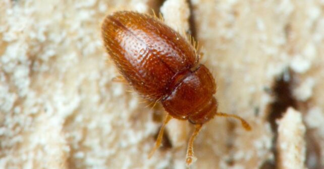 Mycetaea tenerifensis, nueva especie de escarabajo descubierta bajo una higuera en Tenerife.