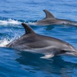 Inquiétude en Espagne après l'apparition d'un dauphin sur la côte des îles Baléares avec une blessure qui n'a rien à voir avec un accident naturel