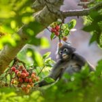 Journée internationale des forêts tropicales 2026 : la bataille urgente pour sauver le poumon vert de la planète