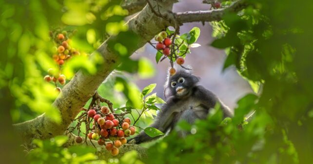 Día Internacional de los Bosques Tropicales 2026