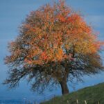 Journée mondiale de l'arbre 2026 et l'importance de protéger les forêts