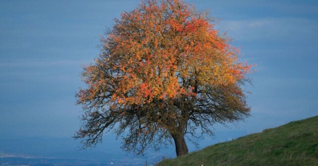 Día Mundial del Árbol 2026