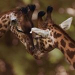 Journée mondiale de la girafe 2026 : l'animal le plus grand de la planète se bat pour survivre