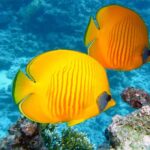 Journée mondiale des océans 2026 : la haute mer menacée par le changement climatique, l'exploitation minière sous-marine et la biodiversité à la limite