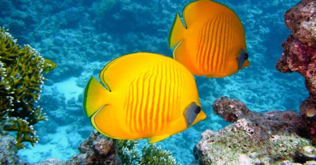 Día Mundial de los Océanos 2026: alta mar en peligro por el cambio climático y la minería submarina