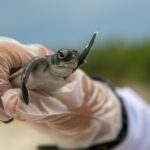 L'Espagne a besoin d'un plan national de restauration avec son propre financement pour diriger la relance écologique en Europe