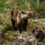 L'Espagne cache un paradis mieux qu'un safari qui est un joyau pour voir des ours à l'état sauvage : plus de 200 spécimens enregistrés