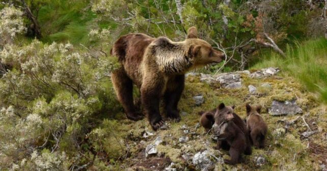 Osa parda con dos crías en el Parque Natural de Somiedo, Asturias, una de las mejores zonas de España para ver osos en libertad.