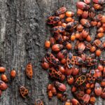 L'Espagne fait face à une infestation sans précédent de cordonniers et appelle à des mesures urgentes dans ces domaines