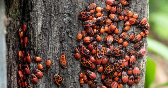 Decenas de zapateros (Pyrrhocoris apterus) agrupados sobre una estructura de madera durante una proliferación masiva.