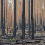 L'Espagne reçoit 120 millions pour les incendies de forêt après la pire vague d'incendies enregistrée