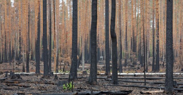 España recibe 120 millones por los incendios forestales para restaurar zonas afectadas