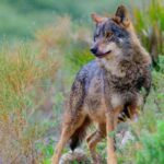 L'Espagne veut déplacer les loups pour sauver l'espèce et le bétail avec une mesure sans précédent