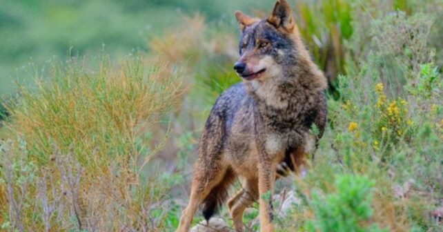 España quiere mover lobos para salvar la especie y la ganadería