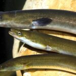 L'anguille européenne se bat pour survivre avec une nouvelle base scientifique pour sauver l'espèce