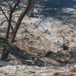 L'incendie de Doñana laisse 500 hectares touchés dans l'une des zones les plus précieuses du parc national