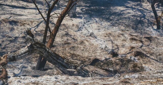 el incendio de Doñana deja 500 hectáreas afectadas en un espacio protegido de alto valor ecológico