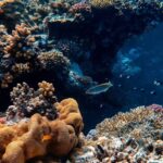 L'océan atteint un point critique, prévient un rapport mondial