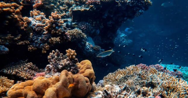 El océano está llegando a un punto crítico por el calentamiento y la contaminación