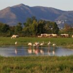 La Catalogne lance une opération urgente pour sauver une lagune unique dévorée par l'abandon à Aiguamolls de l'Empordà