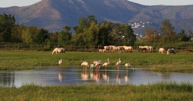 Cataluña lanza una operación urgente para salvar una laguna única devorada por el abandono