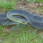 La France est en danger et les experts demandent à l'Espagne de se préparer : le serpent le plus long d'Espagne est déjà une invasion et ils demandent instamment de ne pas le toucher si vous le trouvez dans le jardin