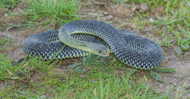 Culebra de Montpellier (Malpolon monspessulanus), la serpiente más larga de España, sobre el suelo en una zona ajardinada.