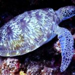 La Journée mondiale des tortues marines 2026 met en garde contre leur risque d'extinction