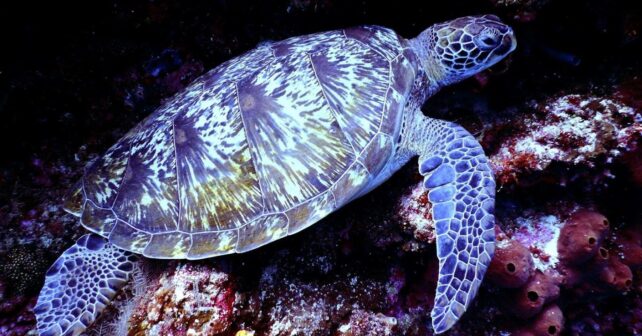 Día Mundial de las Tortugas Marinas 2026