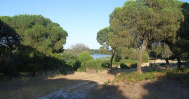 Laguna de Las Madres quiere frenar la desertificación en Huelva