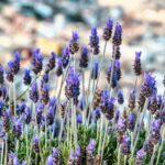 La chaleur monte en flèche ce samedi en Espagne et laisse un changement thermique de plus de 6 degrés