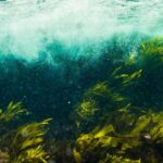 La forêt marine qui redonne vie aux Asturies favorise la récupération d'un écosystème clé pour la biodiversité
