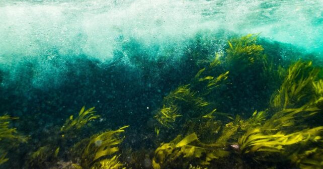 El bosque marino que revive Asturias durante una jornada de recuperación de fondos marinos en la costa asturiana